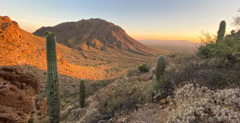 Trips Sonoran Desert